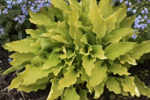 Time in a Bottle, Hosta 